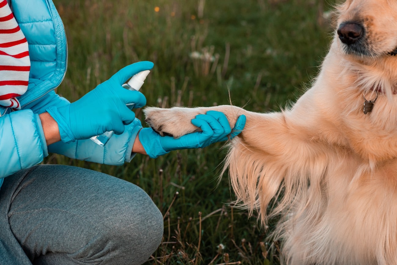 People Are Using Hand Sanitizers on Their Dogs. Here’s Why It Is a
