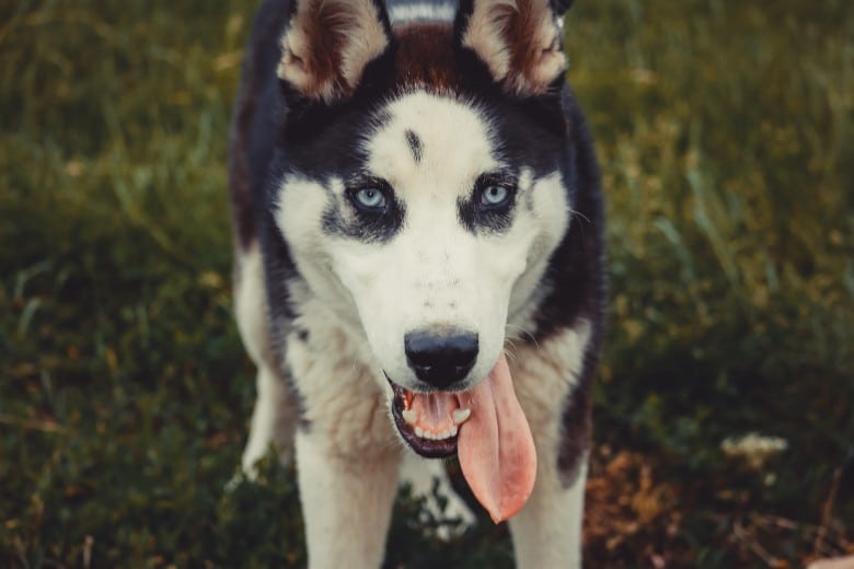 Siberian Husky and dogs for outdoor adventures