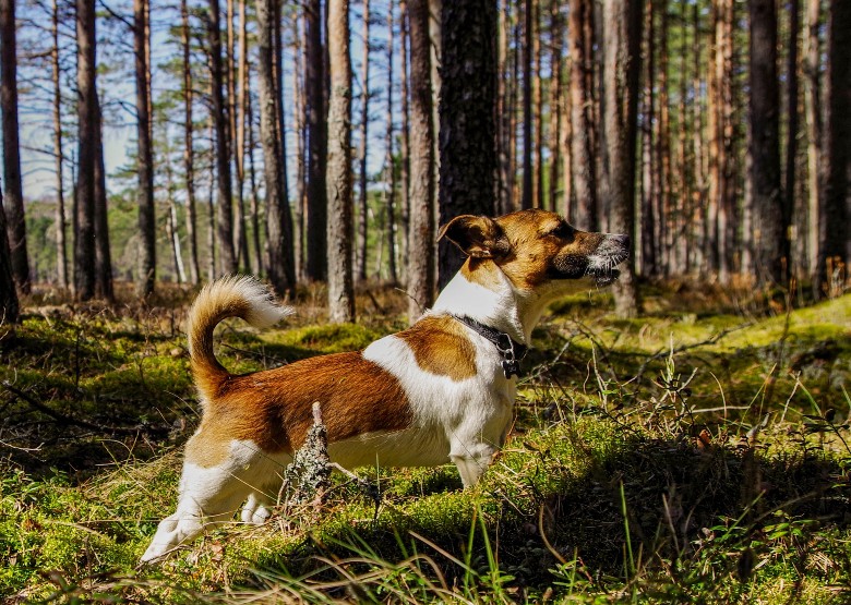 Jack Russell and dogs for outdoor adventures 1