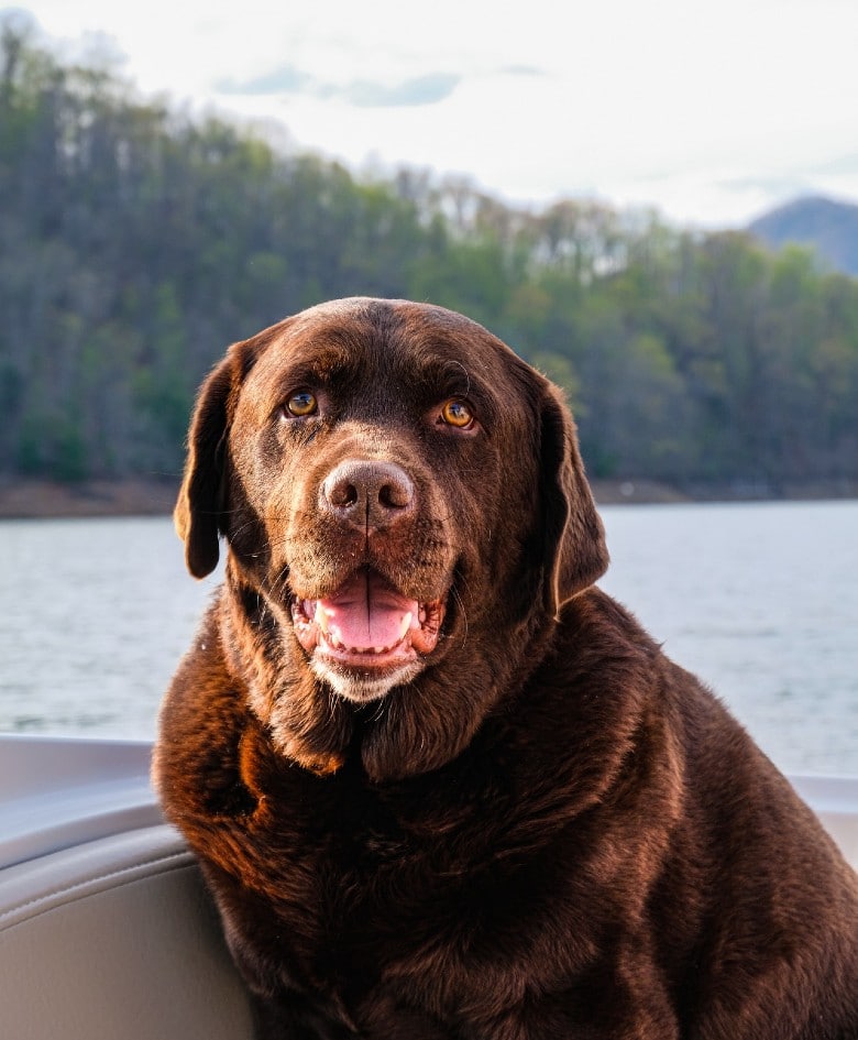 Labrador and dogs for outdoor adventures