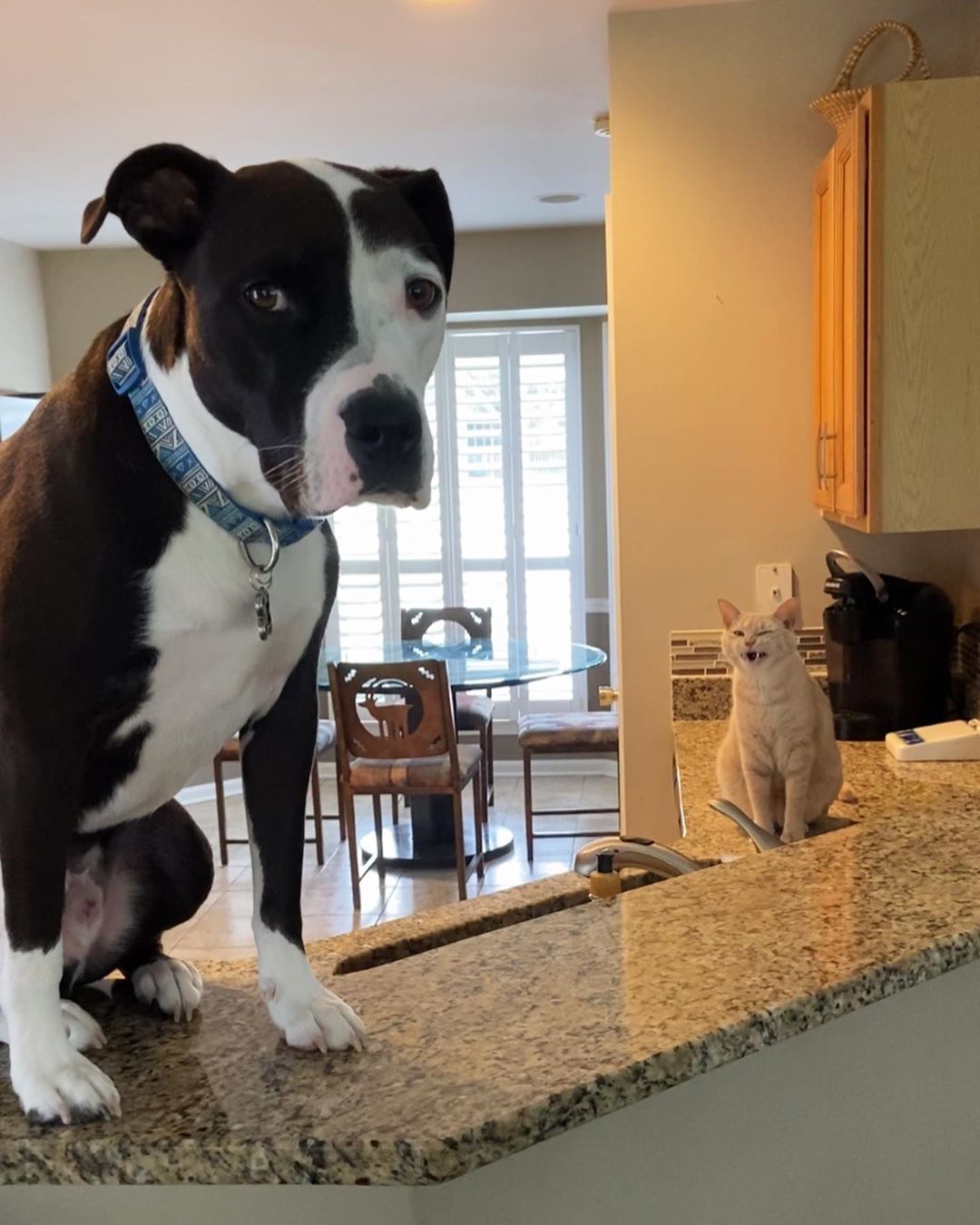 A cat and dog, standing on a counter in a kitchen, think they're in charge.