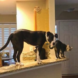 A dog thinks he's a cat and another cat standing on a counter in a kitchen.