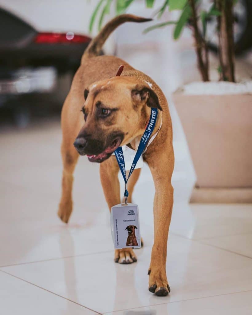 dog adopted at dealership