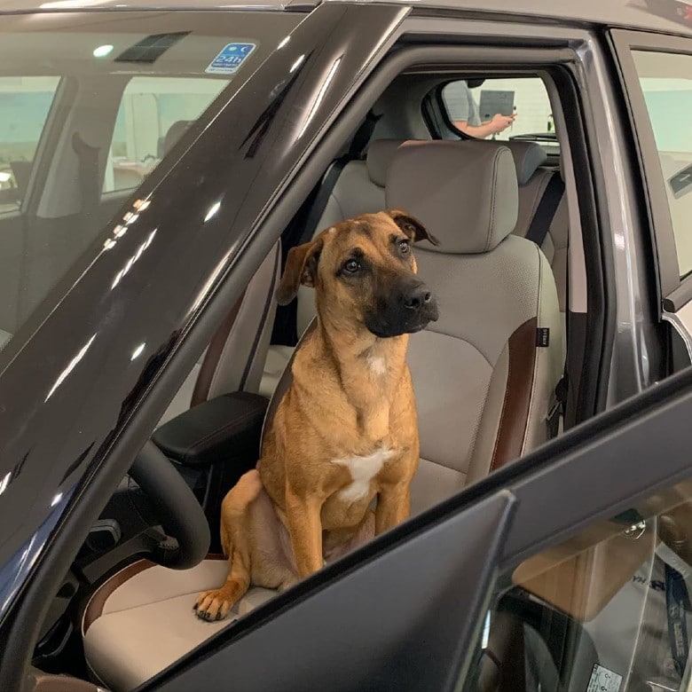 dog adopted by dealership