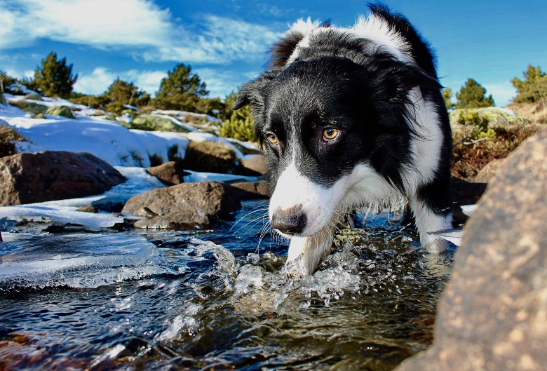 border collie and dogs for outdoor adventures