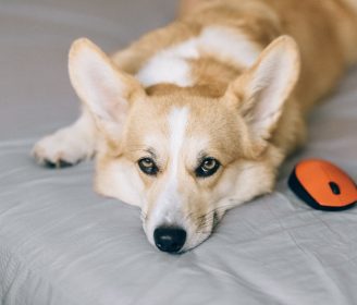 can dogs be mad at us_