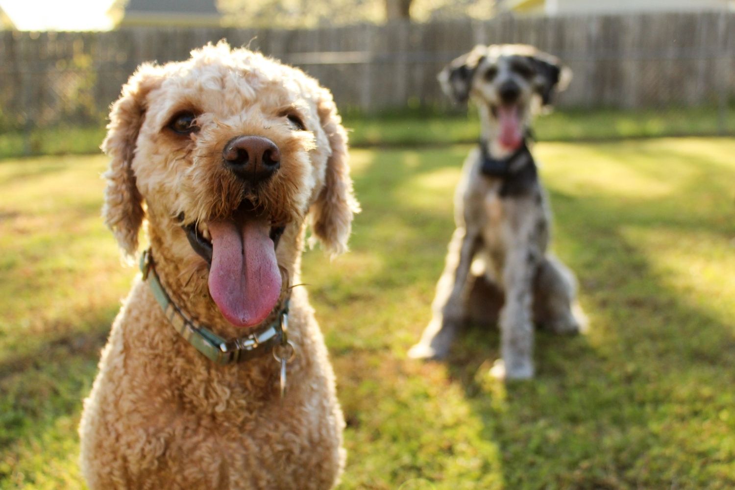 Two dogs standing in the grass with their tongues out, using natural ways to protect against mosquitoes.