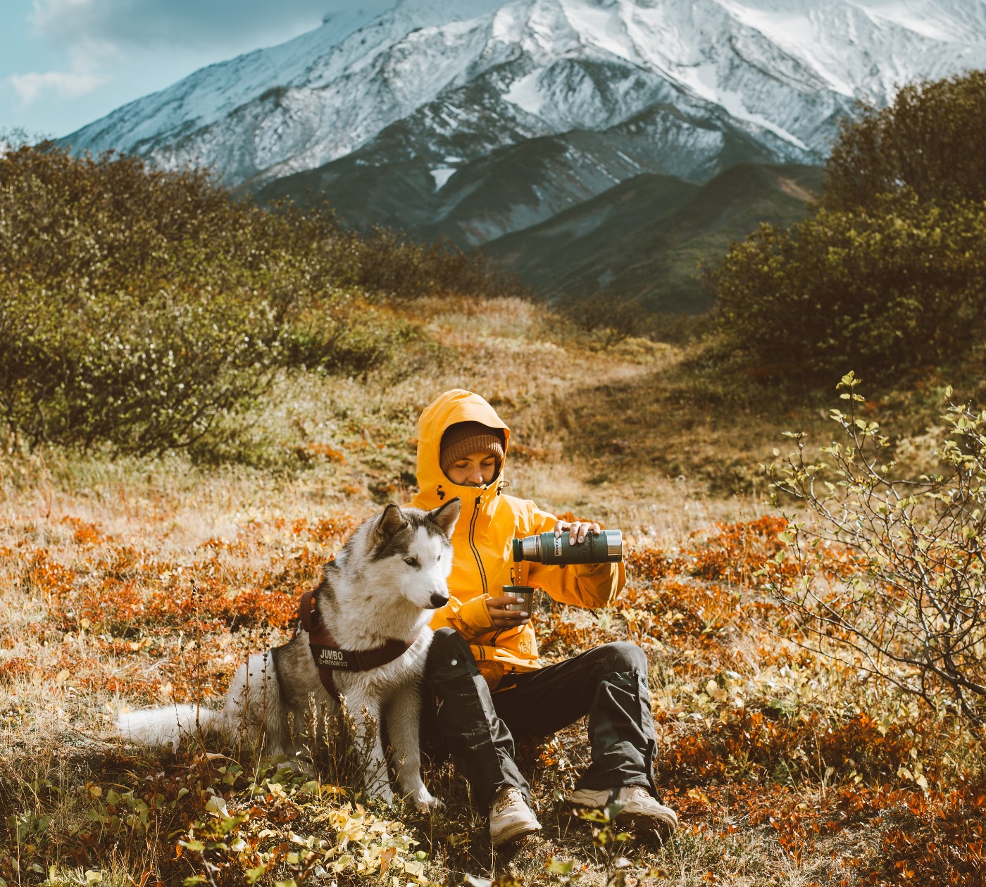 husky and dogs for outdoor adventures 1