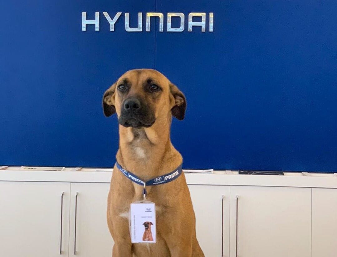 A Stray Dog That Kept Showing Up at a Car Dealership Is Now an Honorary Employee