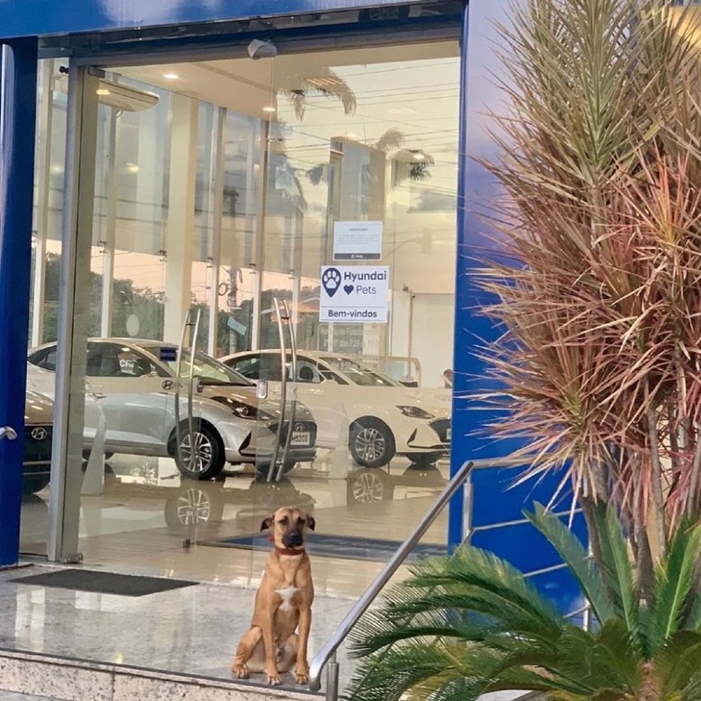 dog adopted by dealership