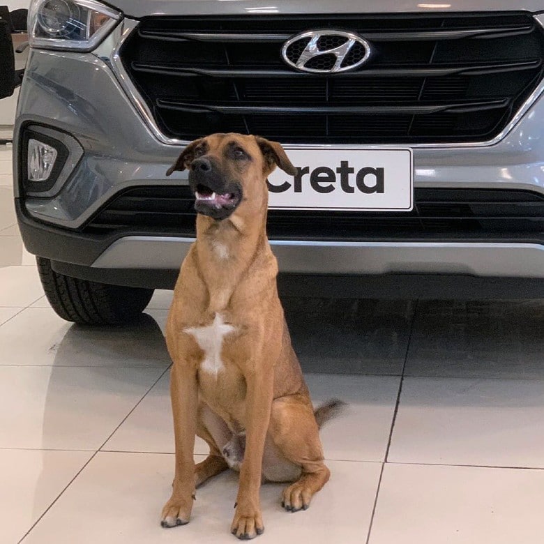 dog adopted by dealership