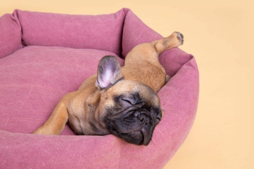 5 Ways to Spoil Your Best Friend on National Dog Day