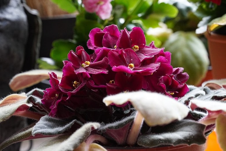 African Violets not poisonous to dogs