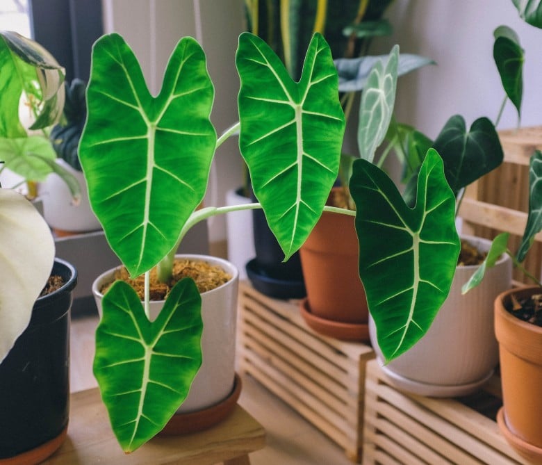 Alocasia poisonous toxic plants for dogs