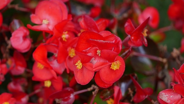 Begonia poisonous to dogs (1)