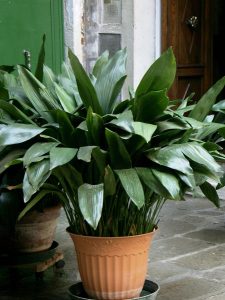 A houseplant in a pot on a sidewalk.