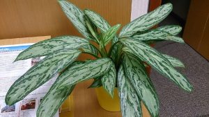A dog-safe snake plant in a yellow pot on a desk.