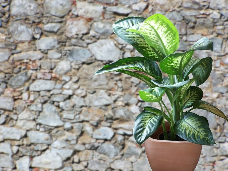 Dieffenbachia dog poisonous plants