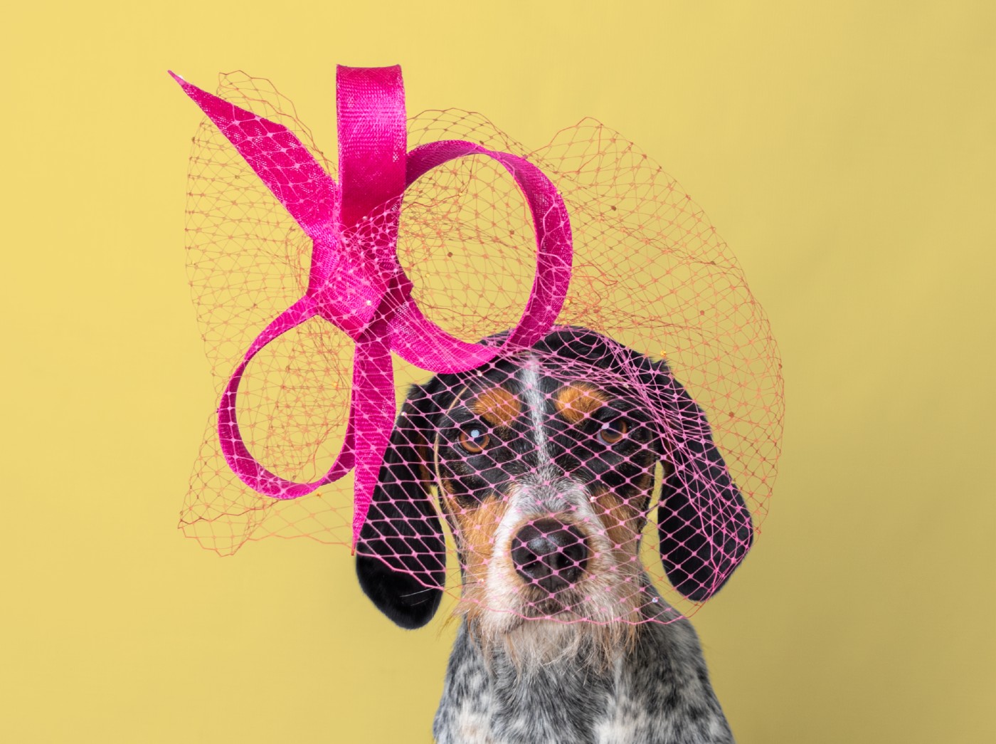 A dog wearing a pink hat designed by a celebrity milliner on a yellow background.