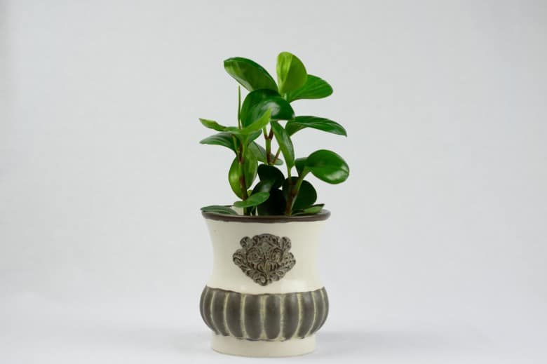 Peperomia Obtusifolia baby rubber plant dog safe plant