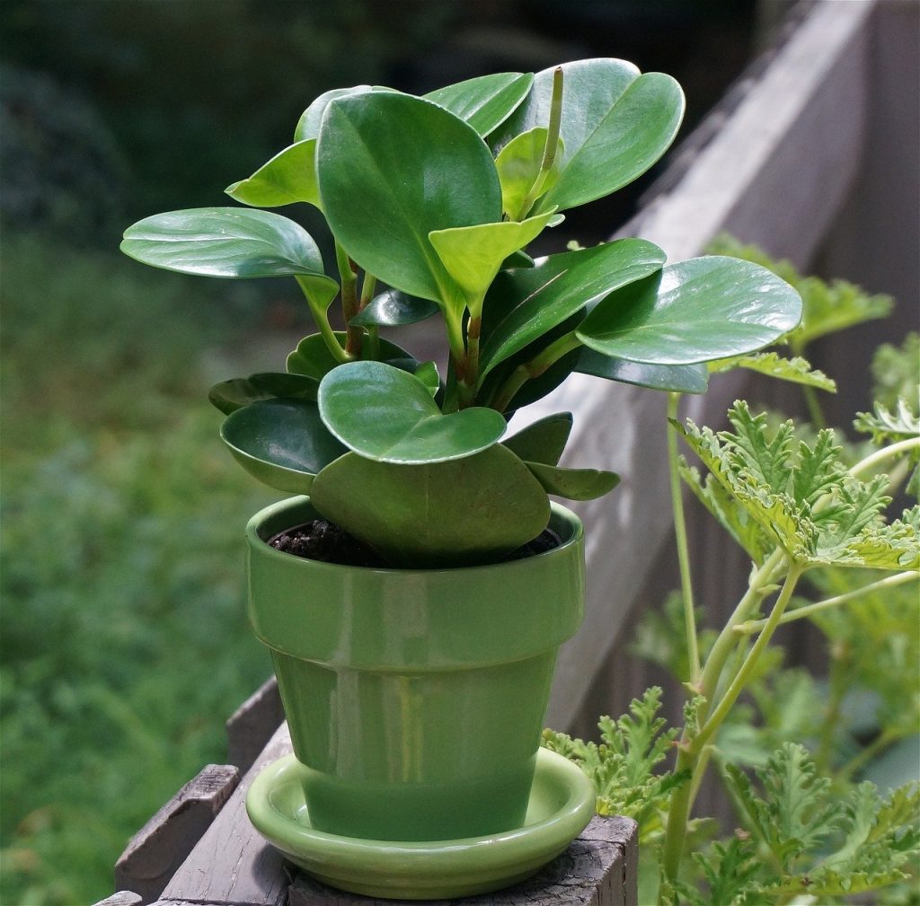 Peperomia plant safe for dogs