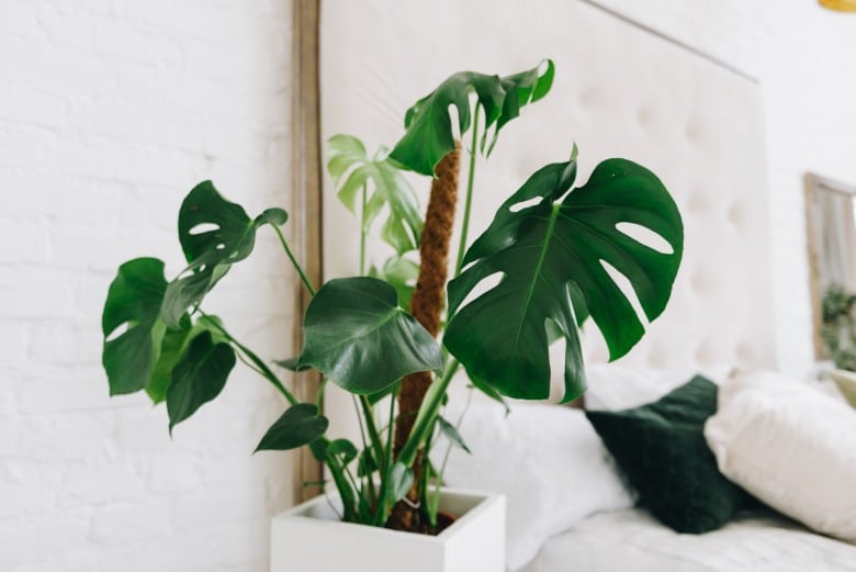 Philodendron plant toxic plant to dogs