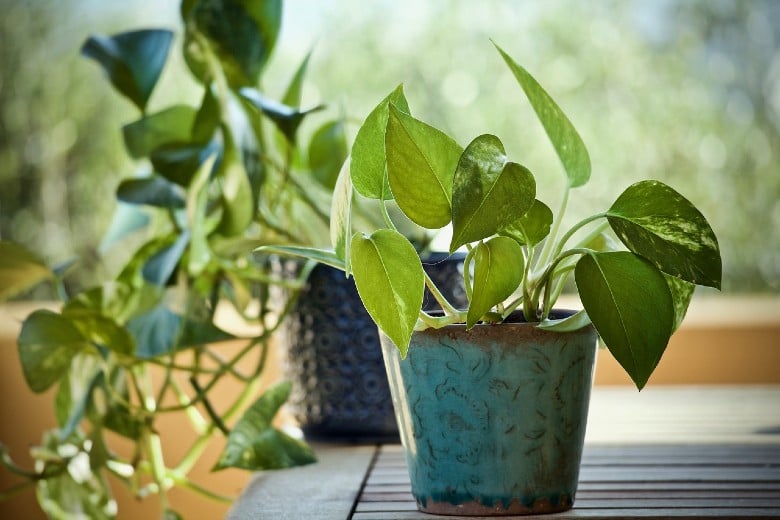 Pothos toxic to dogs