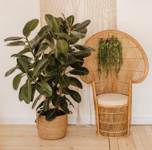 Rubber Tree Plant toxic poisonous to dogs