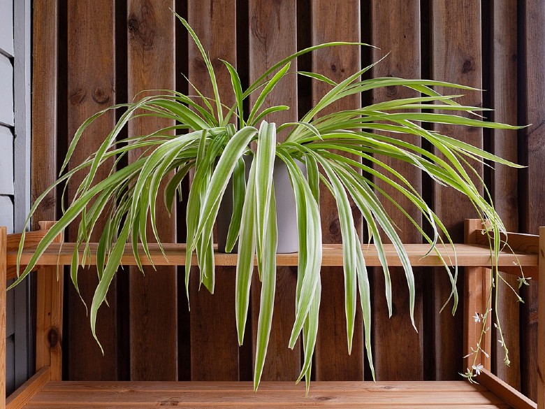 Spider Plant dog safe plant (1)