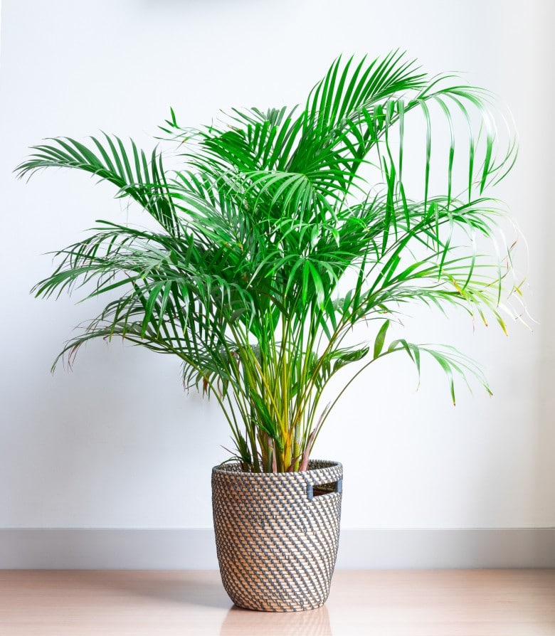 areca palm dog-safe plants