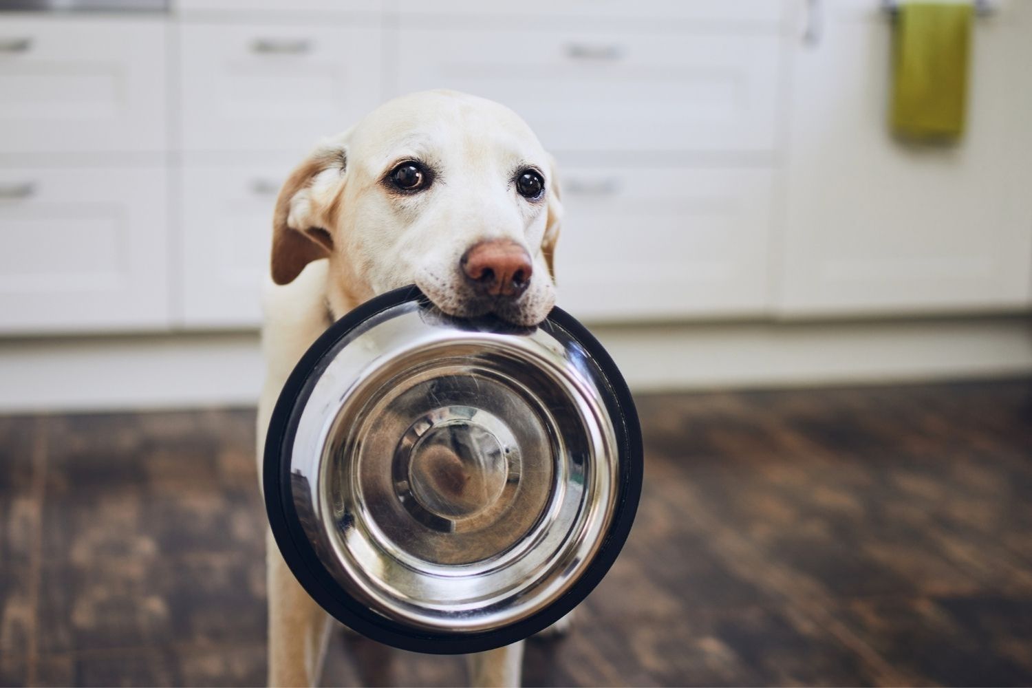 A dog obsessed with dog food recalls, holding a metal bowl in its mouth.