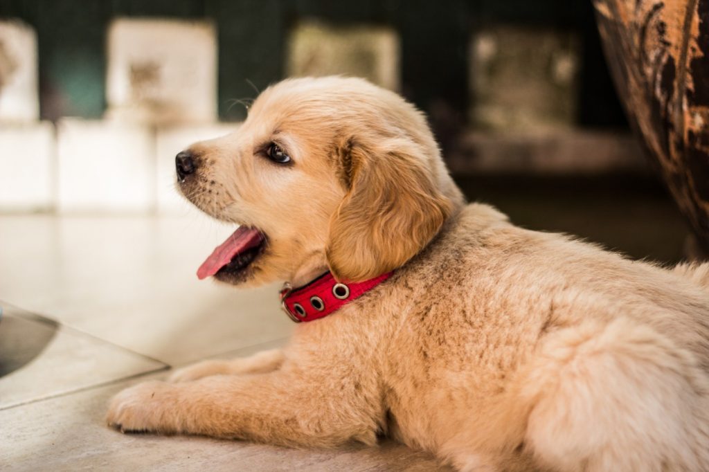 how to crate train puppy first night