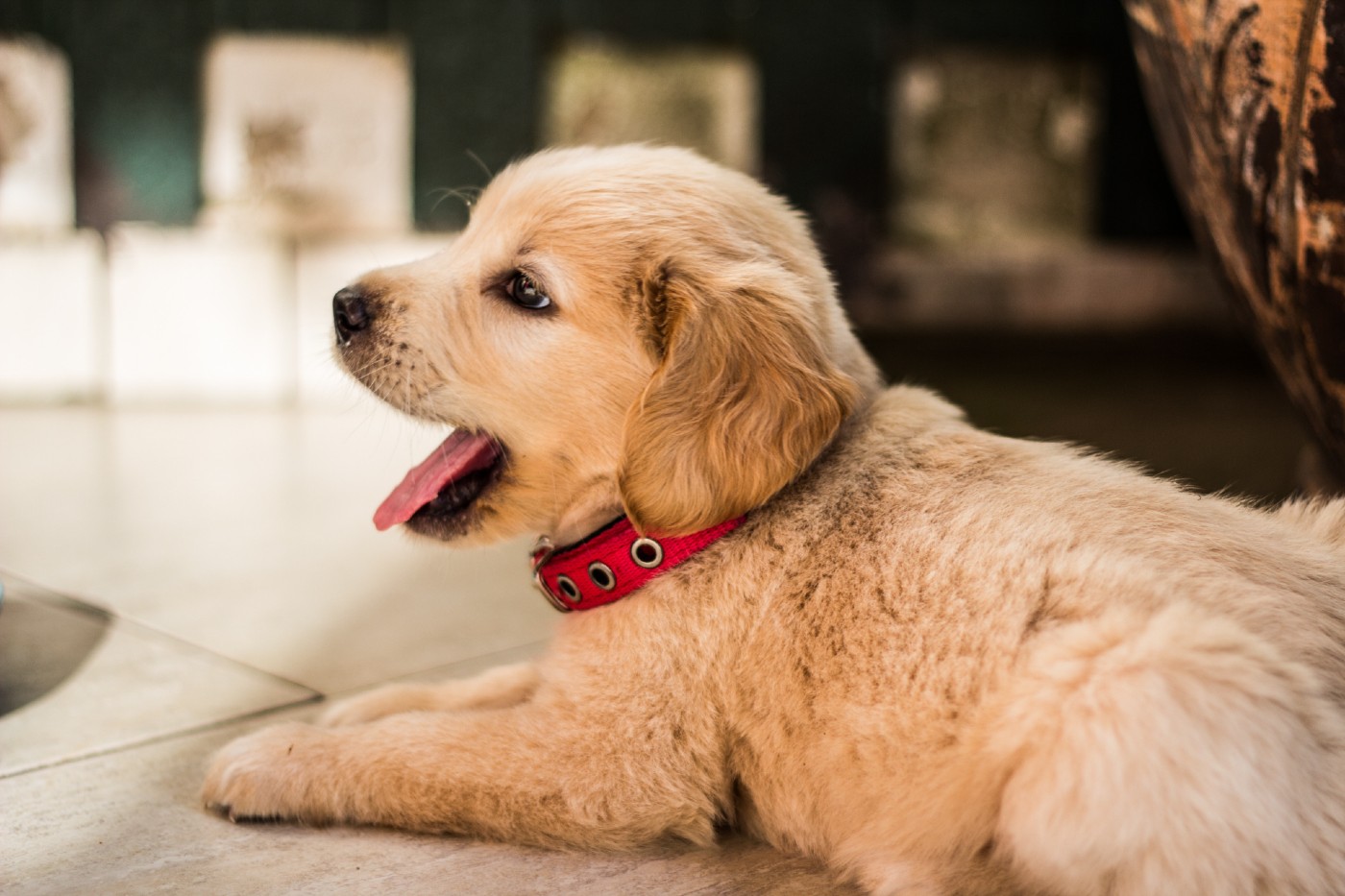 7 Tips to Prepare for Your Puppy's First Night at Home