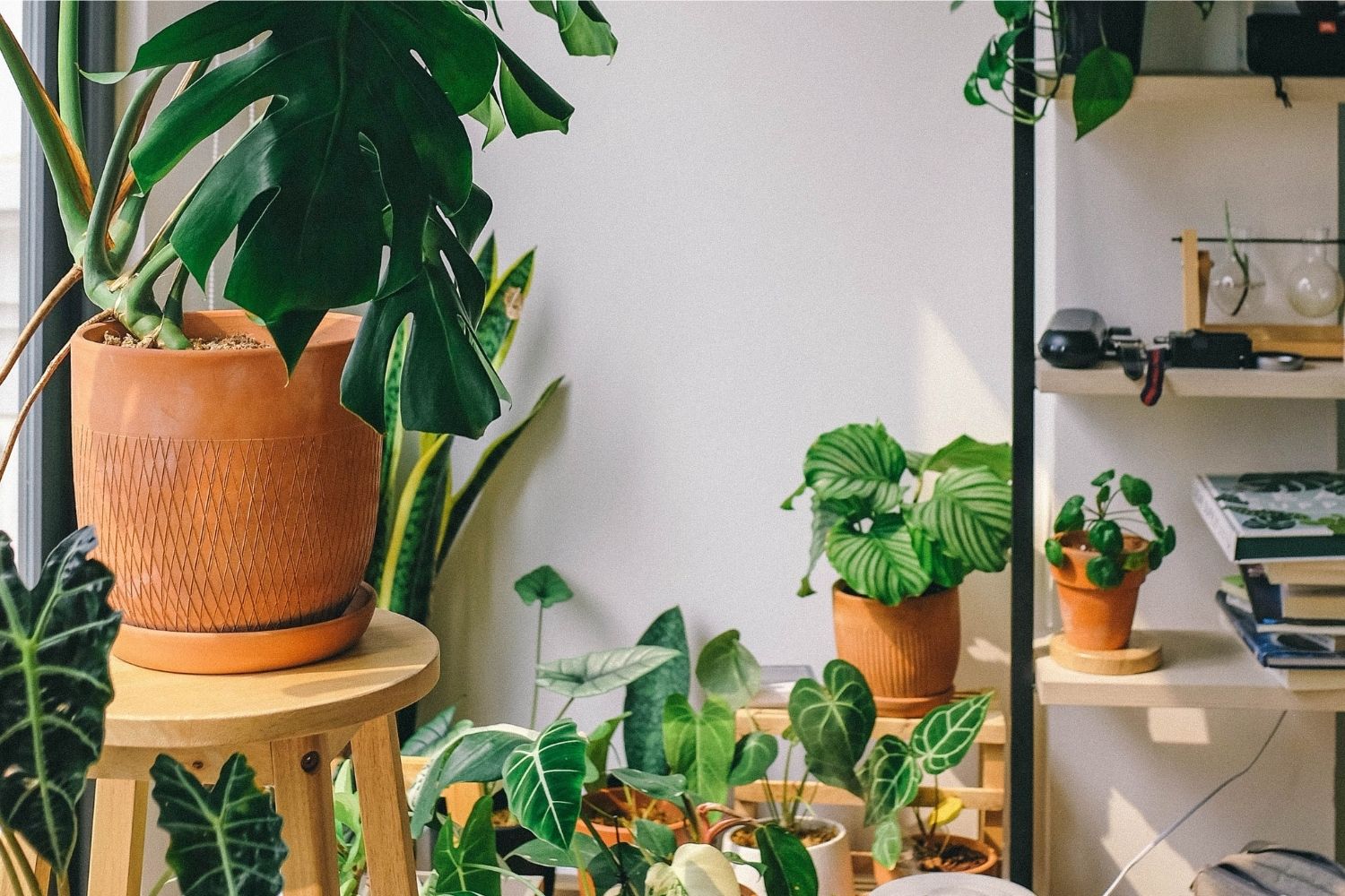 10 Houseplants That Are Poisonous to Your Dog -- And Safe Alternatives