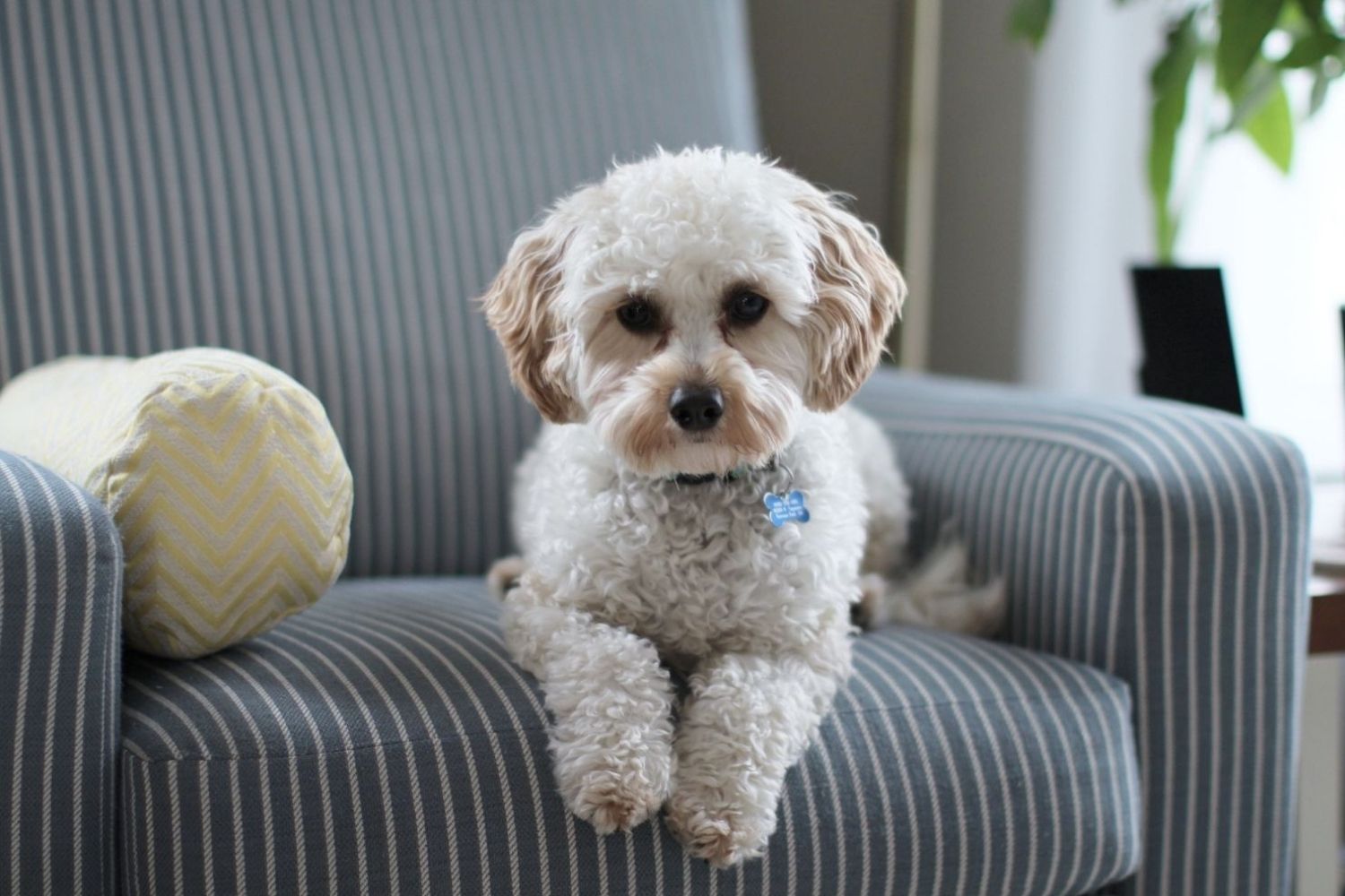 A small dog sitting on a chair in a living room, unaware of the dangers of indoor air pollution.