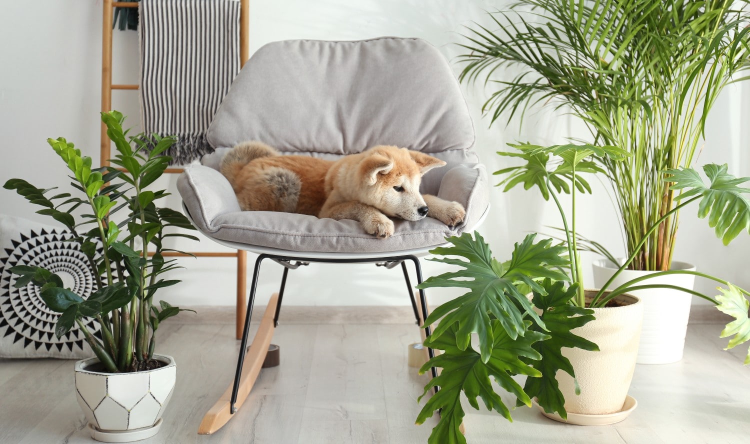 10 Houseplants That Are Poisonous to Your Dog — And Safe Alternatives –  This Dogs Life