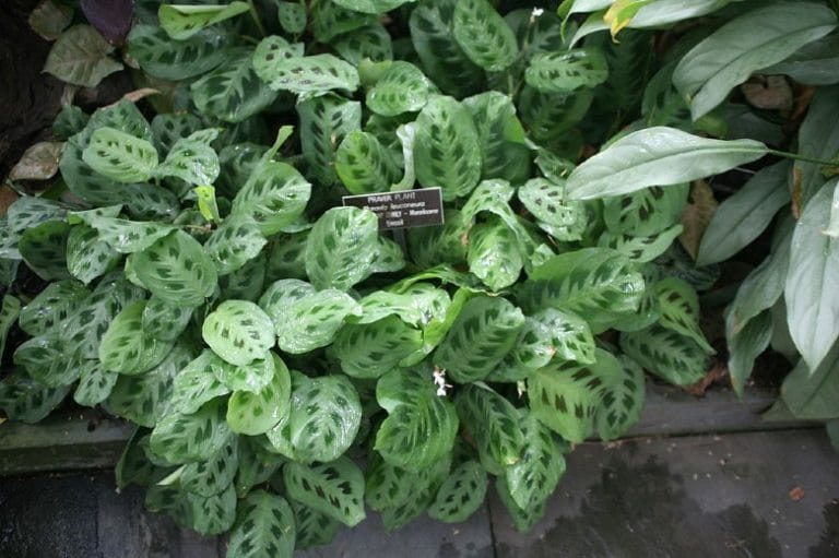 Prayer Plant Toxic To Dogs Pet Friendly Prayer Plant Toxic To Dogs Cat  Friendly Are Prayer