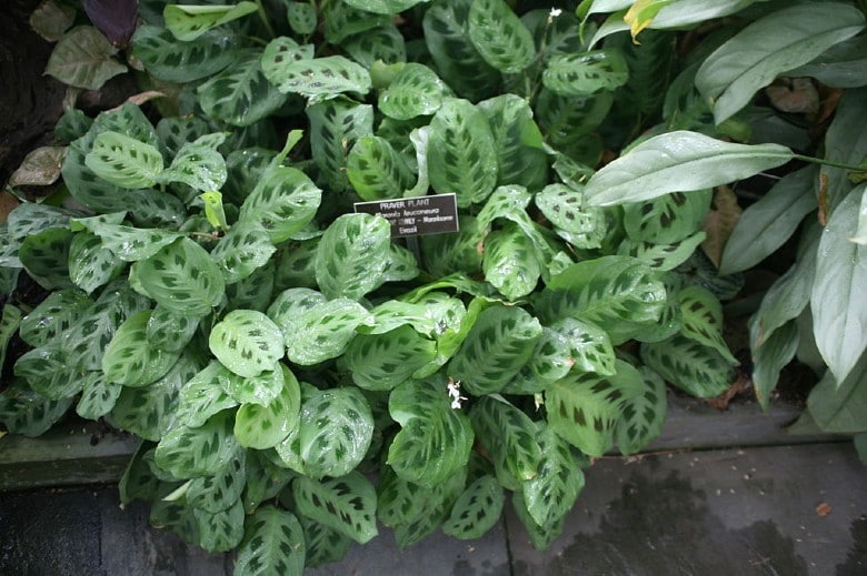 prayer plant poisonous to dogs