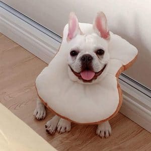 A French bulldog is sitting on a wooden floor, showcasing its on-point Halloween costume from 2020.