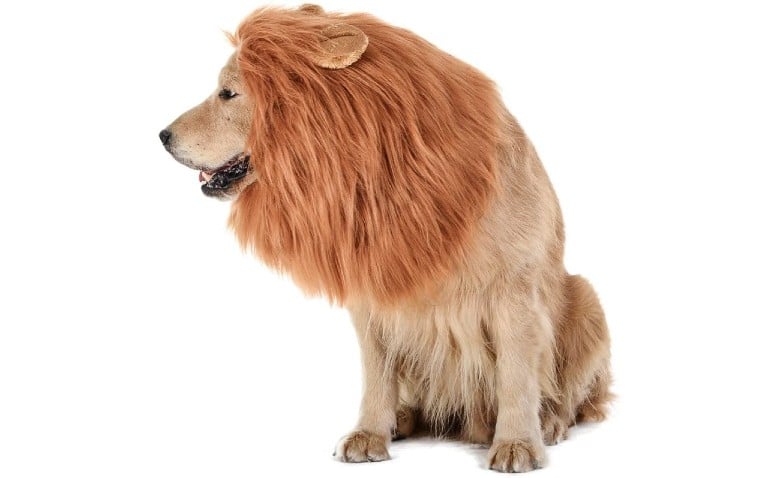 Lion Dog Halloween Costumes Joe Exotic the Lion