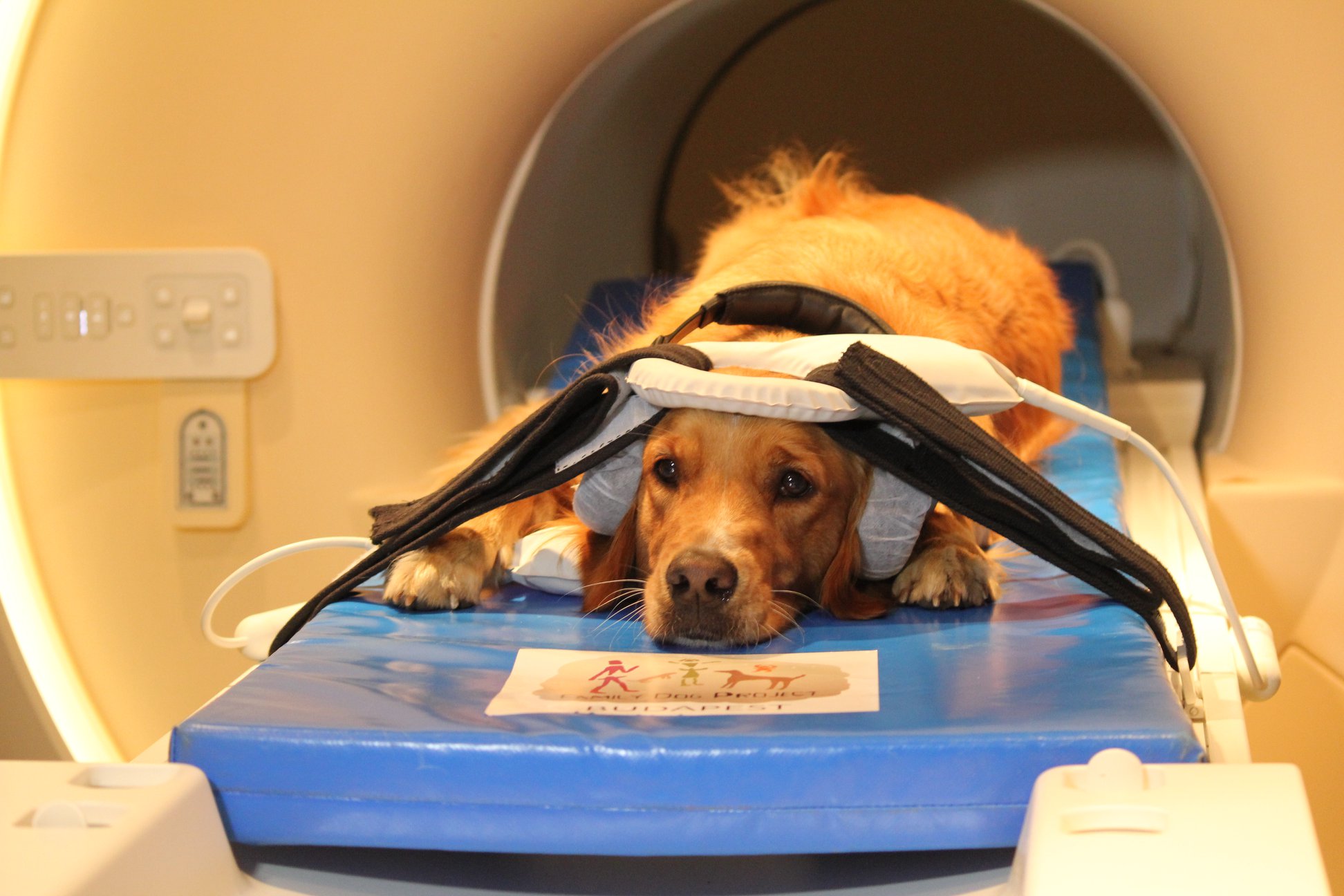 A dog laying on a bed in an MRI machine for research. This Dogs Life