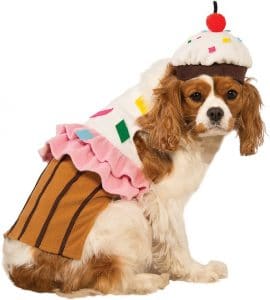 A dog dressed in a cupcake costume for Halloween 2020.