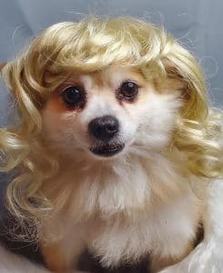 A chihuahua wearing a blonde wig, looking on point with one of the top Dog Halloween Costumes for 2020.