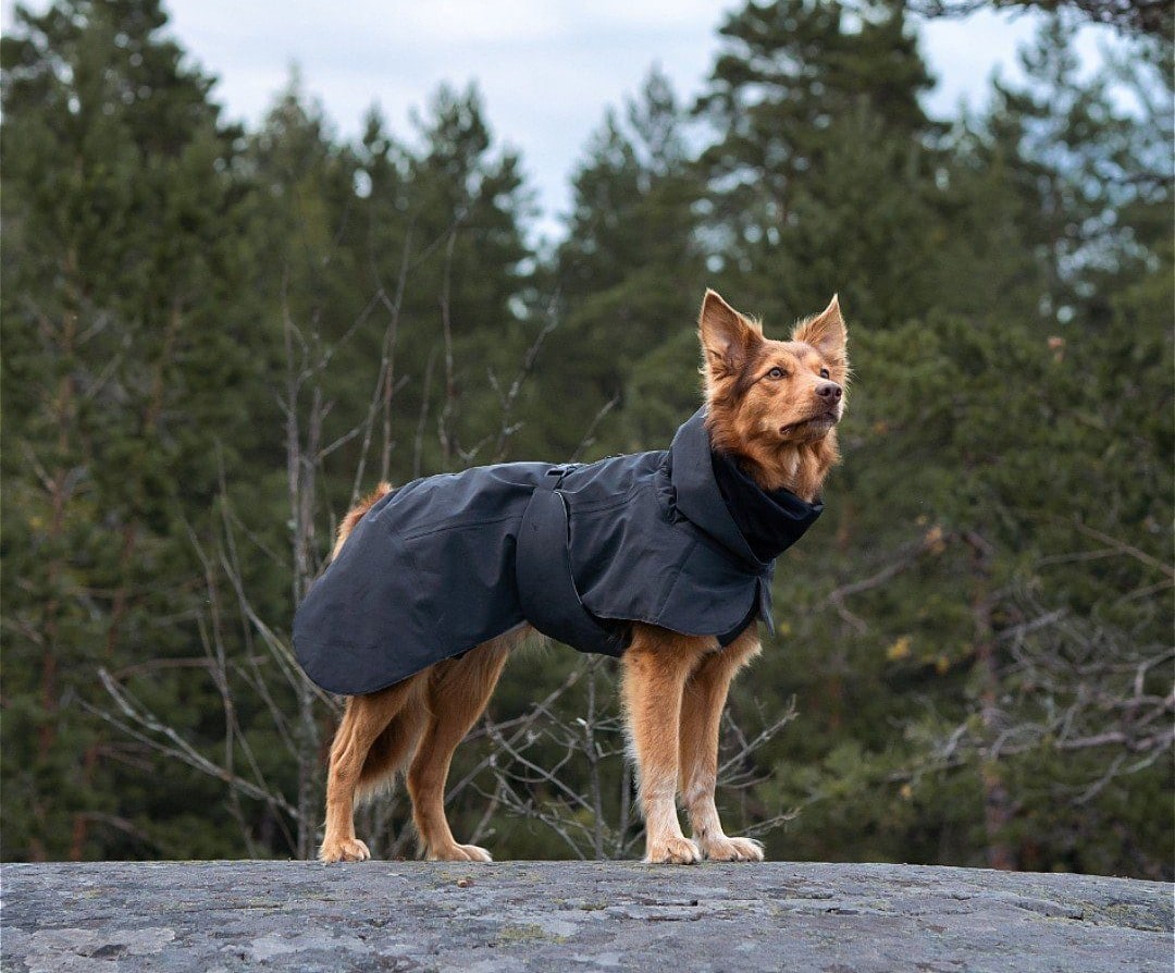 Prepare Your Pup For Fall With These 7 Must-Haves