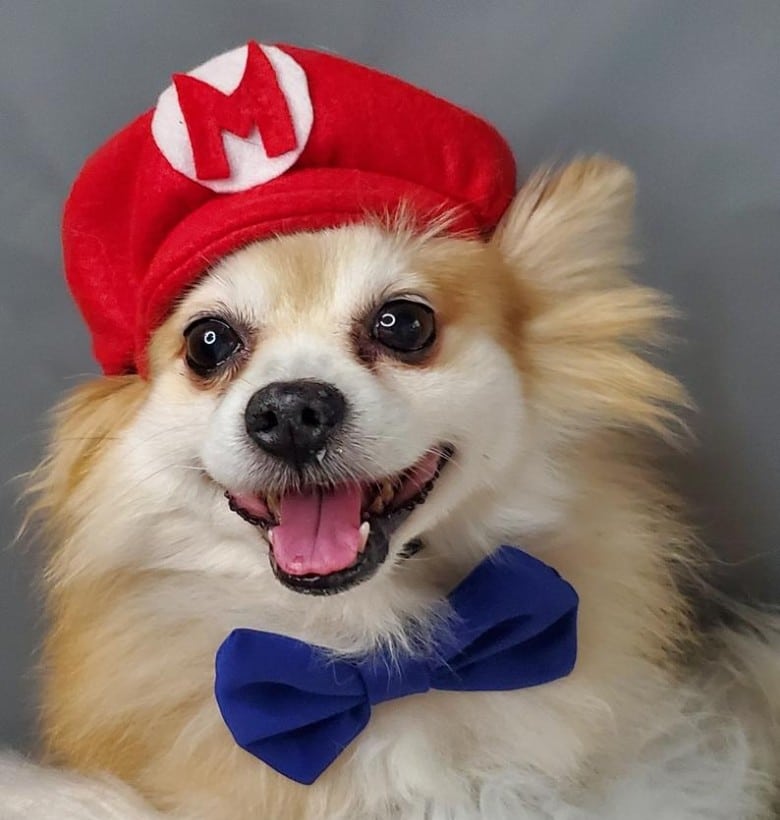 Super Mario Brothers dog halloween costume