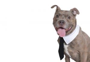 Zoom Dog dog halloween costume (1)