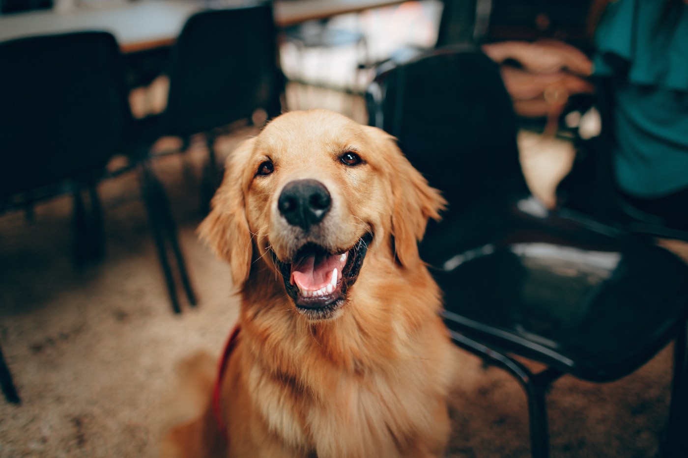 A dog sitting in a chair at a restaurant.