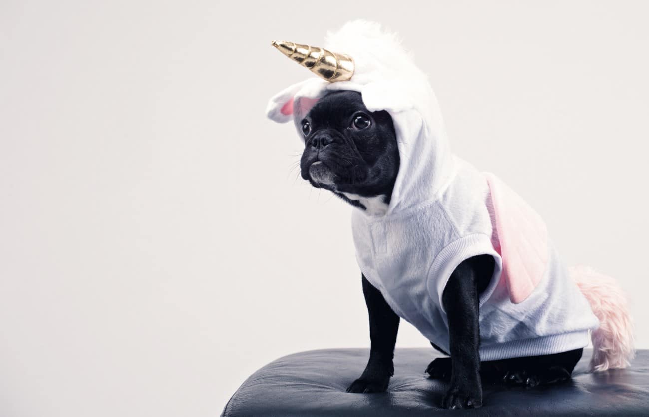 A dog in a 2020 unicorn costume sitting on a chair.