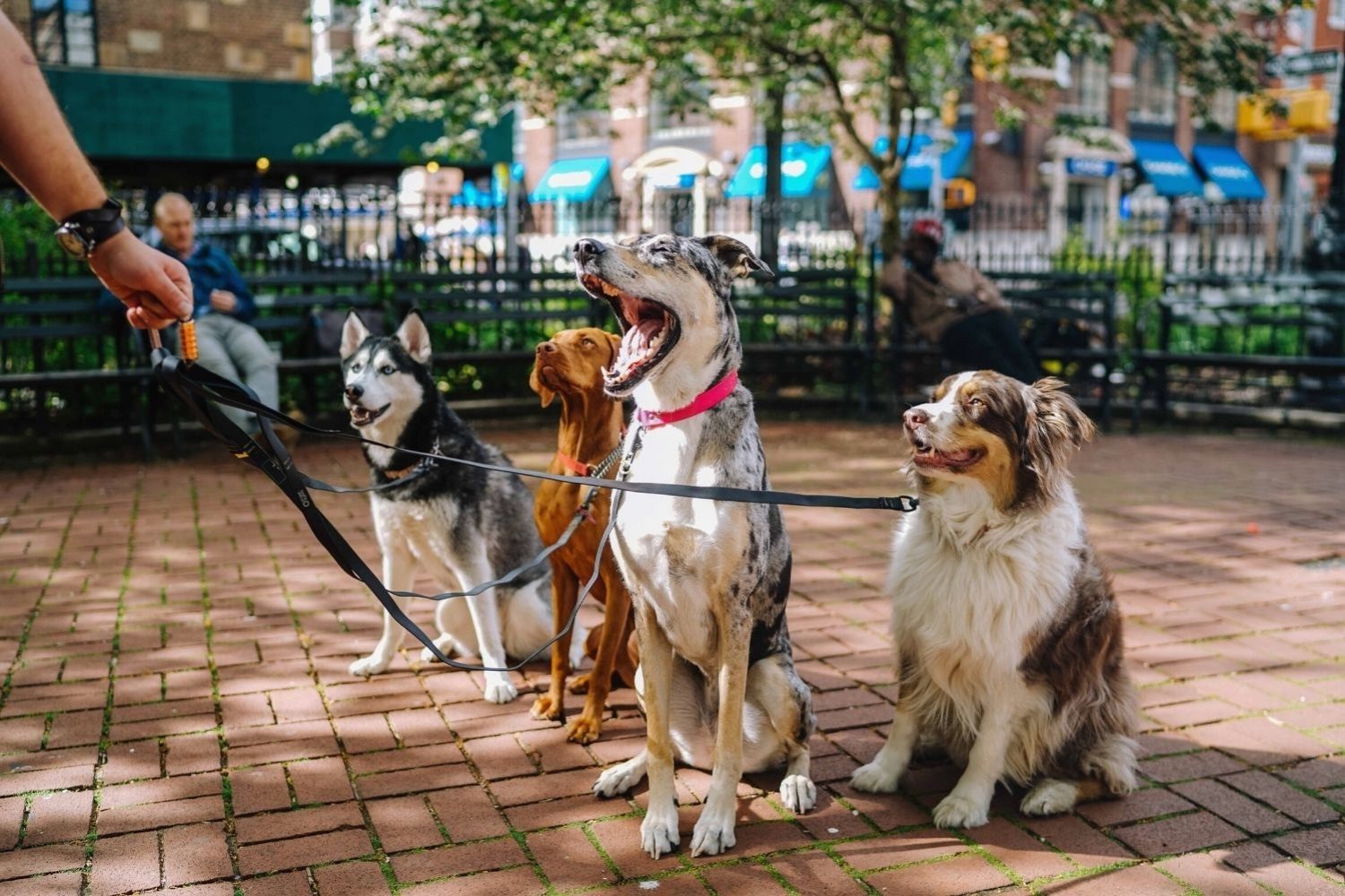 A group of dogs undergoing dog training on a leash on a brick sidewalk.