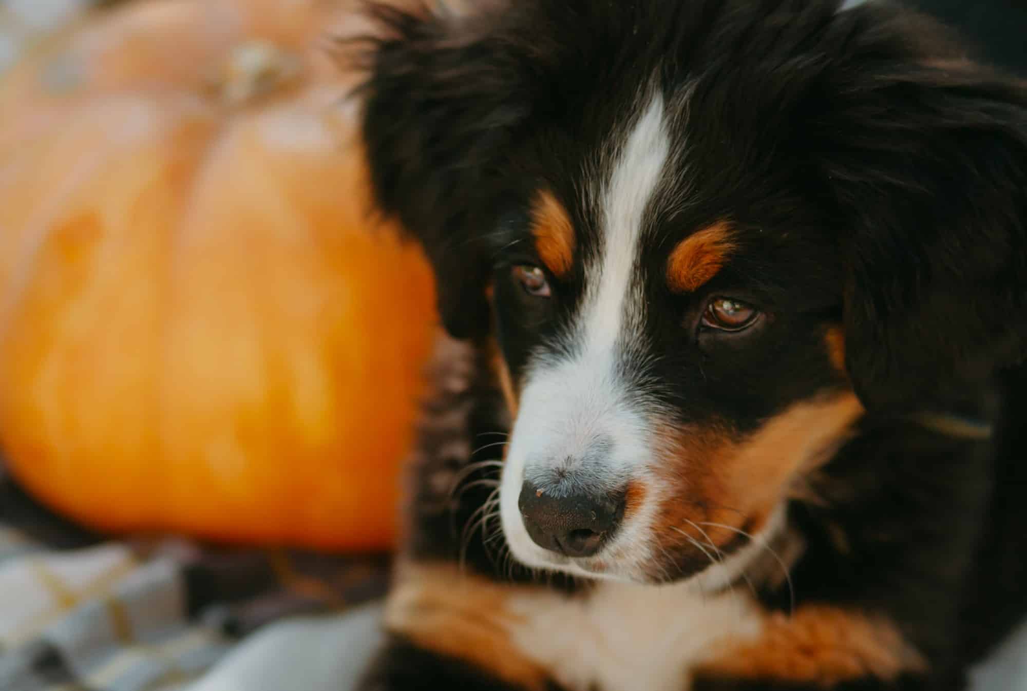 Bernese mountain dog in front of a fall dog treat.